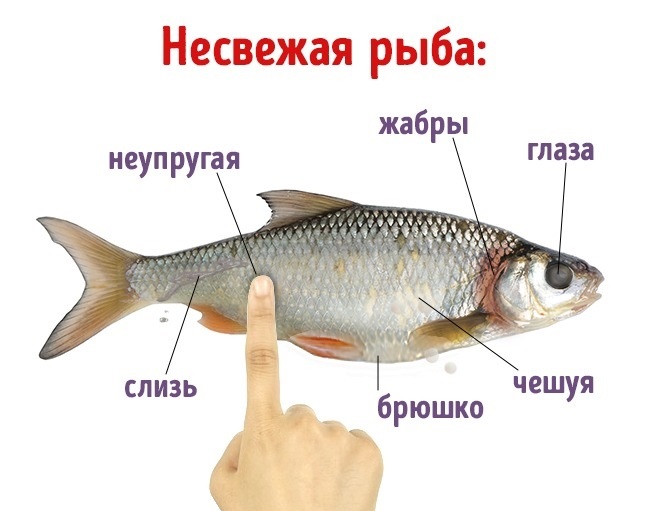 Признаки свежей и не свежей рыбы и рыбных консервов